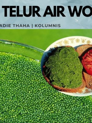 Wolffia: Pangan Masa Depan, Efisiensi dan Murah